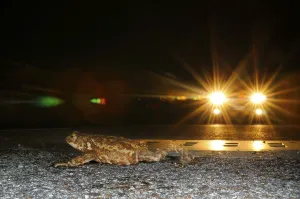 Evening Mood Landscape Drucke: Common toad, common toads (Bufo bufo)