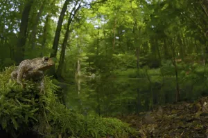 Pond Landscape Photography Drucke: Common toad, common toads (Bufo bufo)