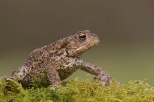 Peak District Wildlife Drucke: Common toad, common toads (Bufo bufo)