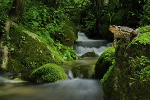 European Toads Habitat Drucke: Common toad, common toads (Bufo bufo)
