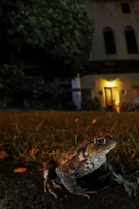 True Frogs Species Drucke: Common toad, common toads (Bufo bufo)
