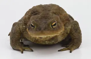 Batrachian Animal Drucke: Common toad cropped from the front