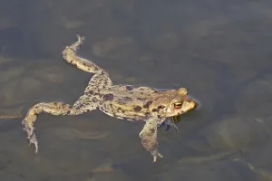 True Toads In Nature Drucke: Common toad, mating (Bufo bufo)