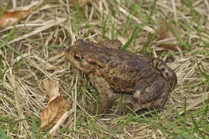 Deciduous Forest Landscape Photo Drucke: Common toad, mating (Bufo bufo)