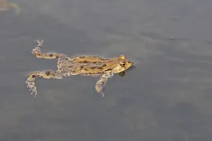 Wildlife Photography Forest Scene Drucke: Common toad, mating (Bufo bufo)