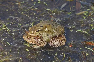 Amphibian Courtship Display Drucke: Common toad, mating (Bufo bufo)
