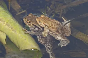 Amphibian Mating Season Drucke: Common toad, mating (Bufo bufo)