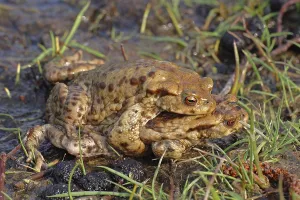 Bufo Bufo Reproduction Drucke: Common toad, mating (Bufo bufo)