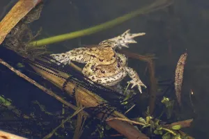 Amphibian Mating Season Drucke: Common toad, mating (Bufo bufo)