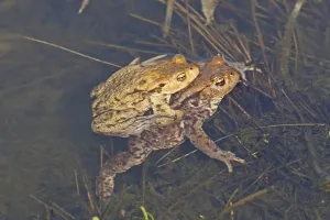 Common Toad Mating Drucke: Common toad, mating (Bufo bufo)