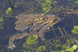 Bufo Bufo Reproduction Drucke: Common toad, mating (Bufo bufo)