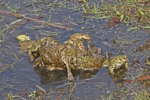 Wildlife In The Woods Drucke: Common toad, mating tadpole (Bufo bufo)