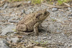 Central Europe Animals In Wild Drucke: Common toad on migration (Bufo bufo)