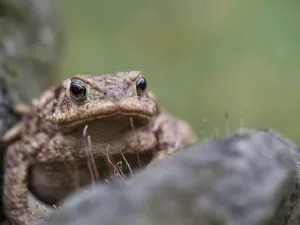European Toad Drucke: A common toad sits in front of a stone