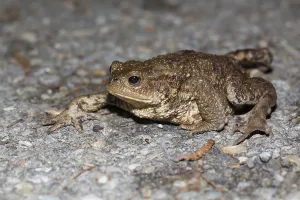 Animal Behavior In The Wild Drucke: Common toad on spawning migration (Bufo bufo)