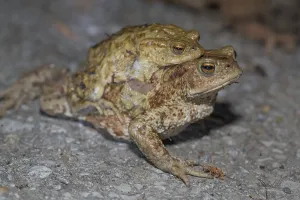 Common toad on spawning migration (Bufo bufo)