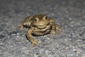 Bufo Bufo Reproduction Drucke: Common toad on spawning migration (Bufo bufo)