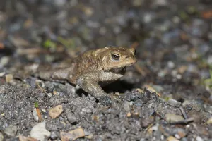 Common toad on spawning migration (Bufo bufo)