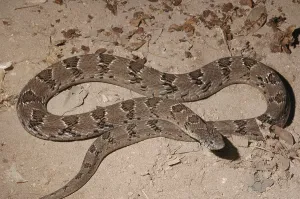 Natural Environment Snakes Drucke: Common toad viper