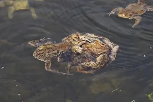 European Toad Habitat Drucke: Common toads