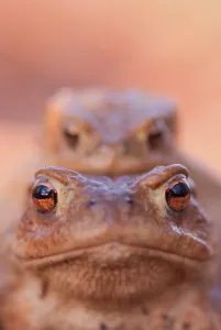 Amphibian Animal Drucke: Common toads
