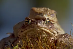 Eco Friendly Environment Protection Drucke: Common toads