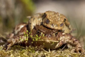 Common Toad Mating Drucke: Common toads