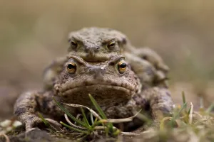 Amphibian Courtship Behavior Drucke: Common toads