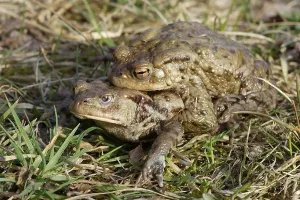 Amphibian Mating Drucke: Common toads (Bufo bufo)