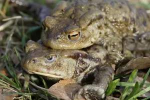 True Toads In Nature Drucke: Common toads (Bufo bufo)