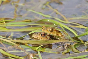 Empty Waters Scene Drucke: Common toads (Bufo bufo)