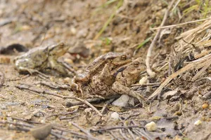 Toad Migration Drucke: Common toads (Bufo bufo)