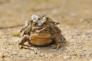 Amphibian Conservation Drucke: Common toads (Bufo bufo)