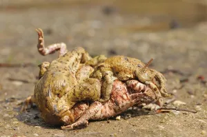 Amphibian Mating Drucke: Common toads (Bufo bufo)