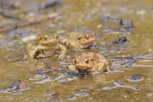 Amphibian Mating Drucke: Common toads (Bufo bufo)