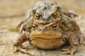 Amphibian Conservation Drucke: Common toads (Bufo bufo)