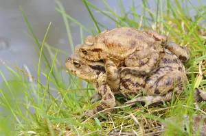 Amphibian Courtship Display Drucke: Common toads (Bufo bufo)