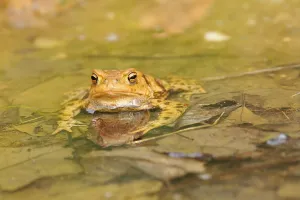 Amphibian Conservation Drucke: Common toads (Bufo bufo)