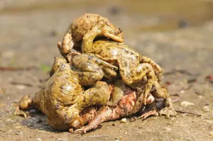 Common Toad Mating Drucke: Common toads (Bufo bufo)