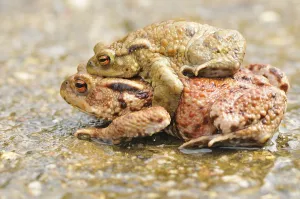 Amphibian Mating Drucke: Common toads (Bufo bufo)