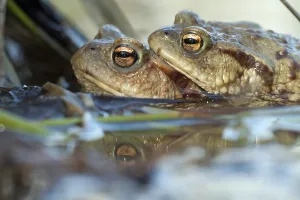 Animal Behaviour Mating Season Drucke: Common toads (bufo bufo)