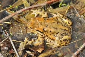 Amphibian Mating Drucke: Common toads (Bufo bufo)