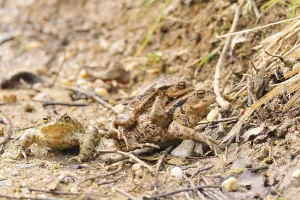 Amphibian Mating Drucke: Common toads (Bufo bufo)