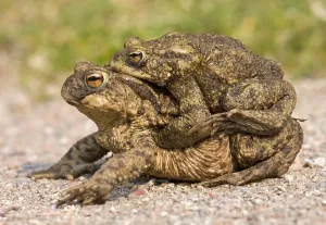 European Toad Mating Season Drucke: Common Toads (Bufo bufo), amplexus