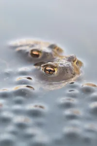 European Toad Habitat Drucke: Common toads (Bufo bufo), two common toads next to Common Frog spawn