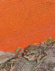 Species Conservation Europe Drucke: Two Common toads (Bufo Bufo) on the ground