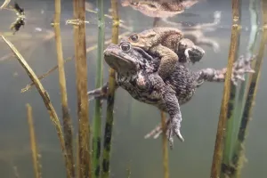 No People Waterfront Drucke: Common toads (Bufo bufo-Komplex)