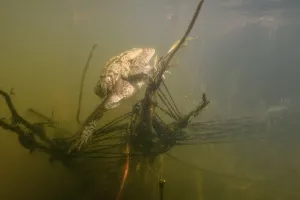 Hydrophytic Plant Life Drucke: Common toads (Bufo bufo-Komplex)