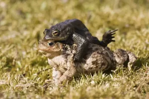 Full Body Length Couple Drucke: Common toads (Bufo bufo), mating