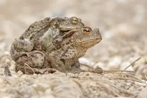 Deserted Nature Reserve Scene Drucke: Common toads (Bufo bufo), mating